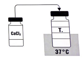 In theory the two vials should be at 37 degrees