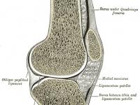 Knee from Gray's Anatomy